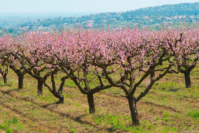 不同的修剪时间会影响桃树的生长,那么桃树什么时候剪枝最合适?