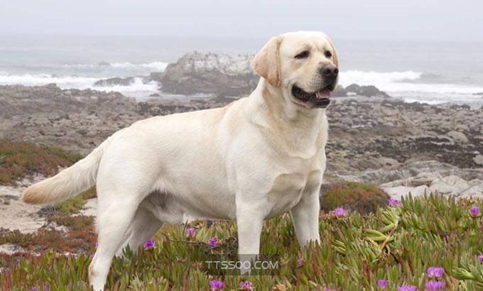 纯种拉布拉多犬什么颜色贵如何辨别纯种的拉布拉多犬